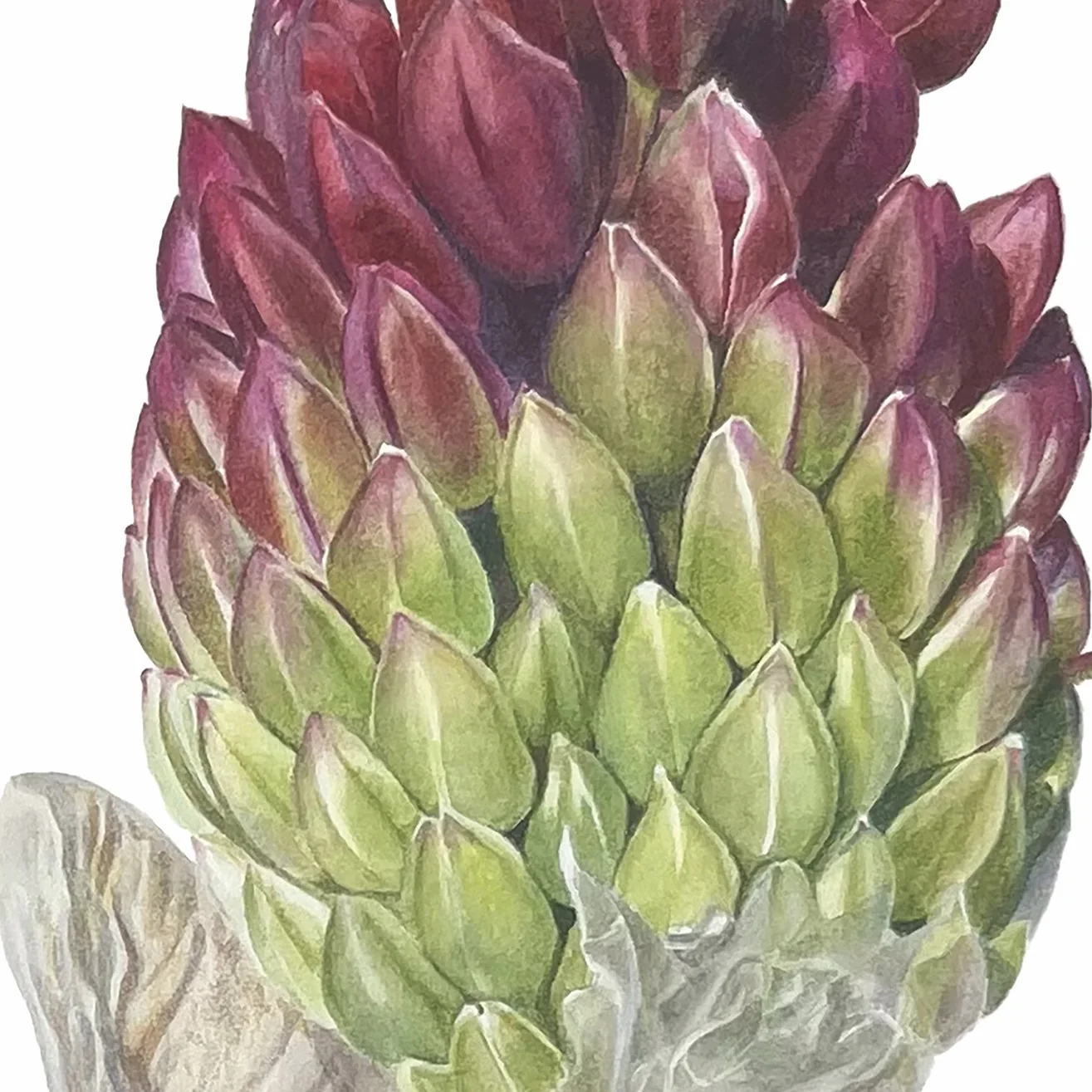 Detail 1 from Allium Regelii