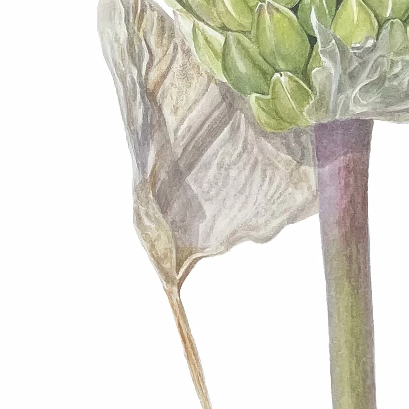 Detail 2 from Allium Regelii