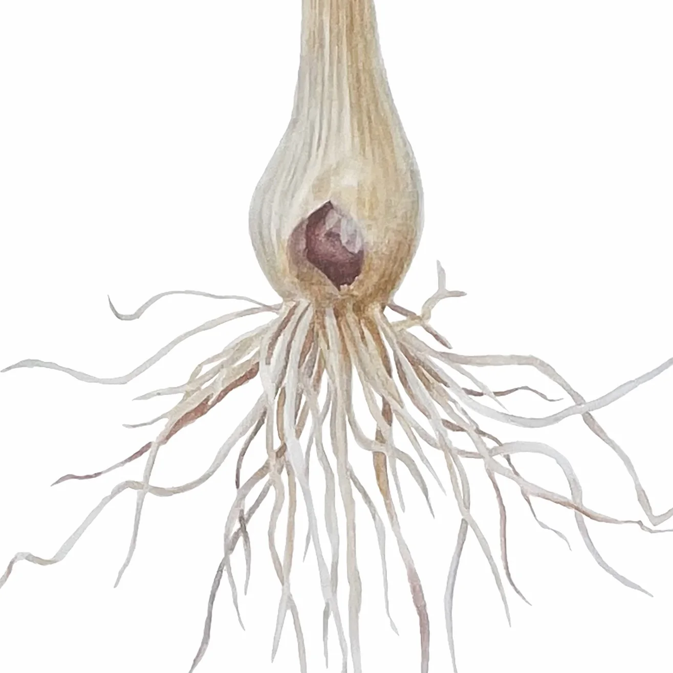 Detail 3 from Allium Regelii