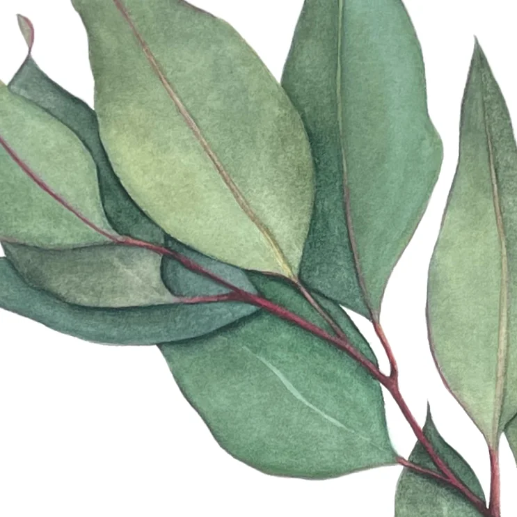 Detail 1 from Bay Leaves