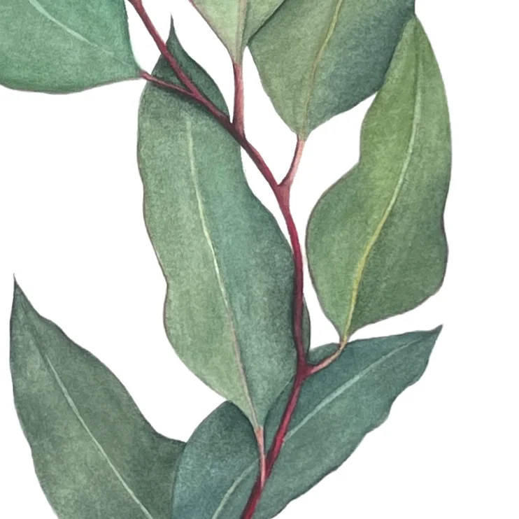Detail 2 from Bay Leaves