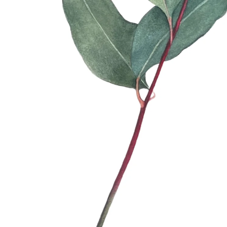 Detail 3 from Bay Leaves