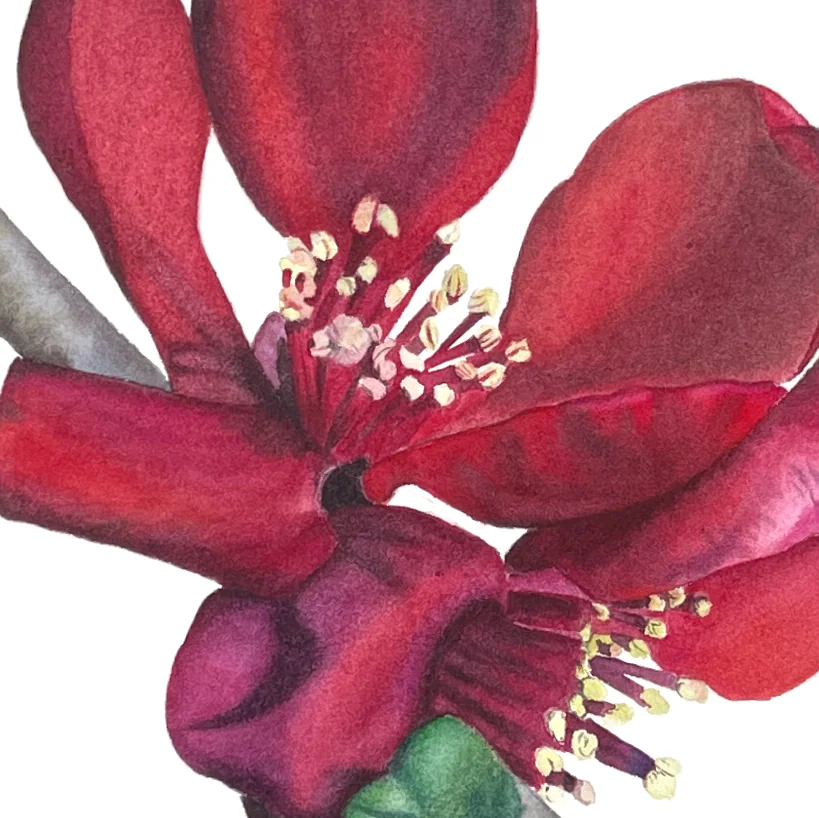 Detail 1 from Beauty in the Bloom