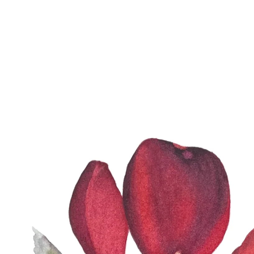 Detail 3 from Beauty in the Bloom