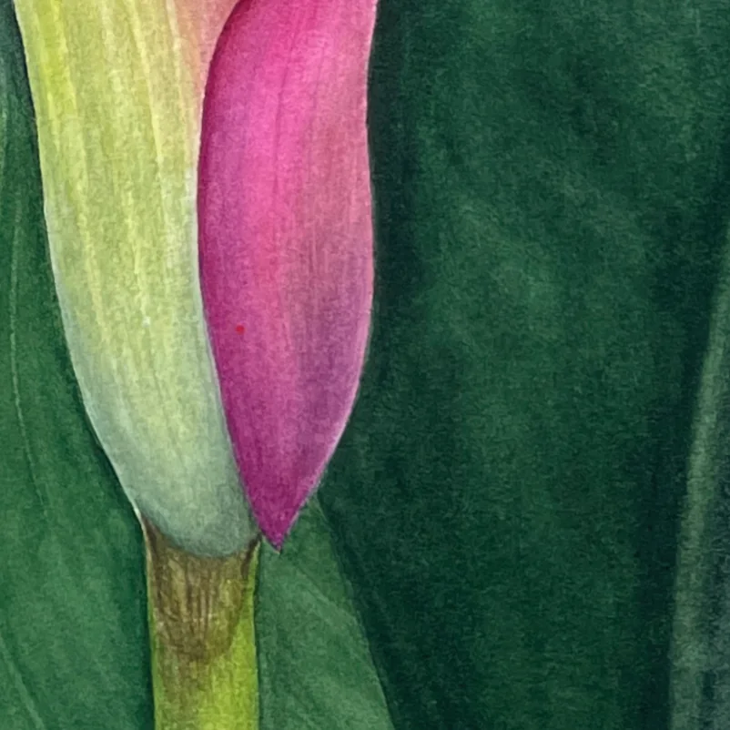 Detail 1 from Blush in Bloom