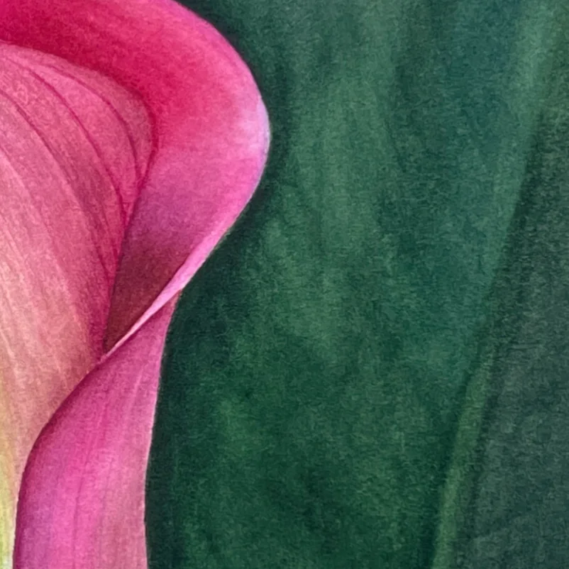 Detail 2 from Blush in Bloom