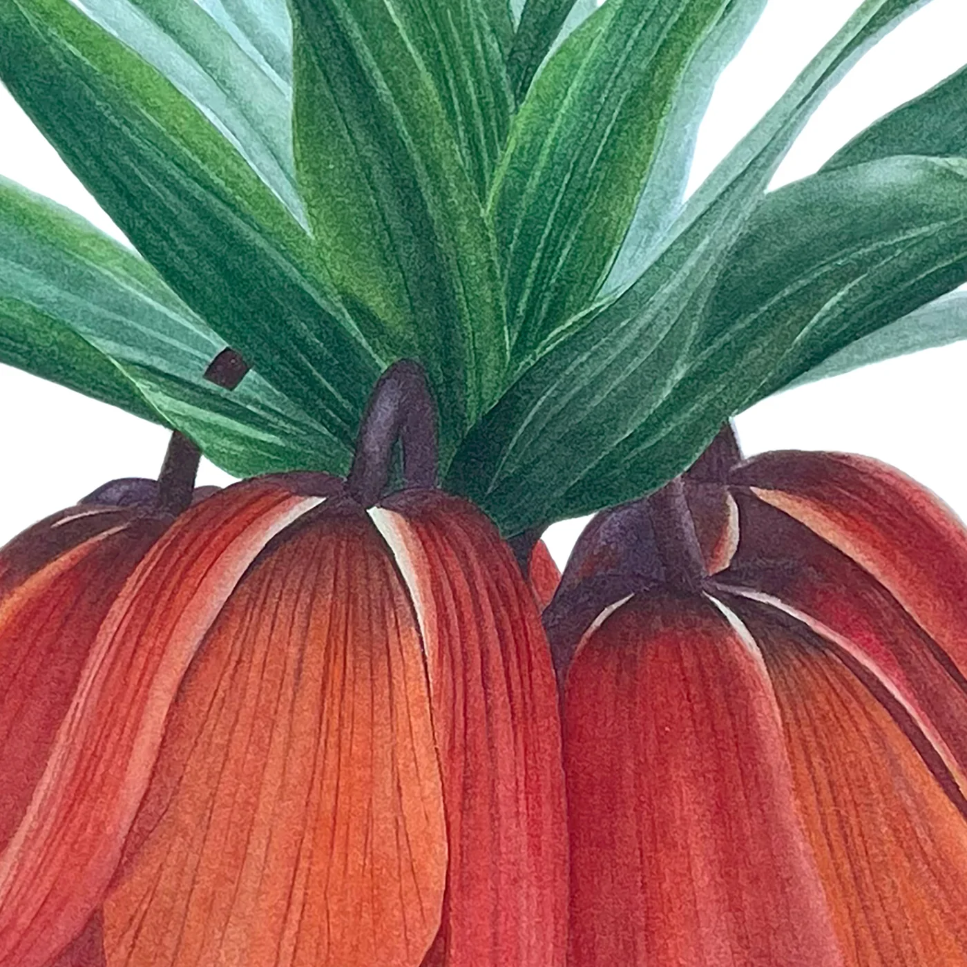 Detail 1 from Crown on Fire