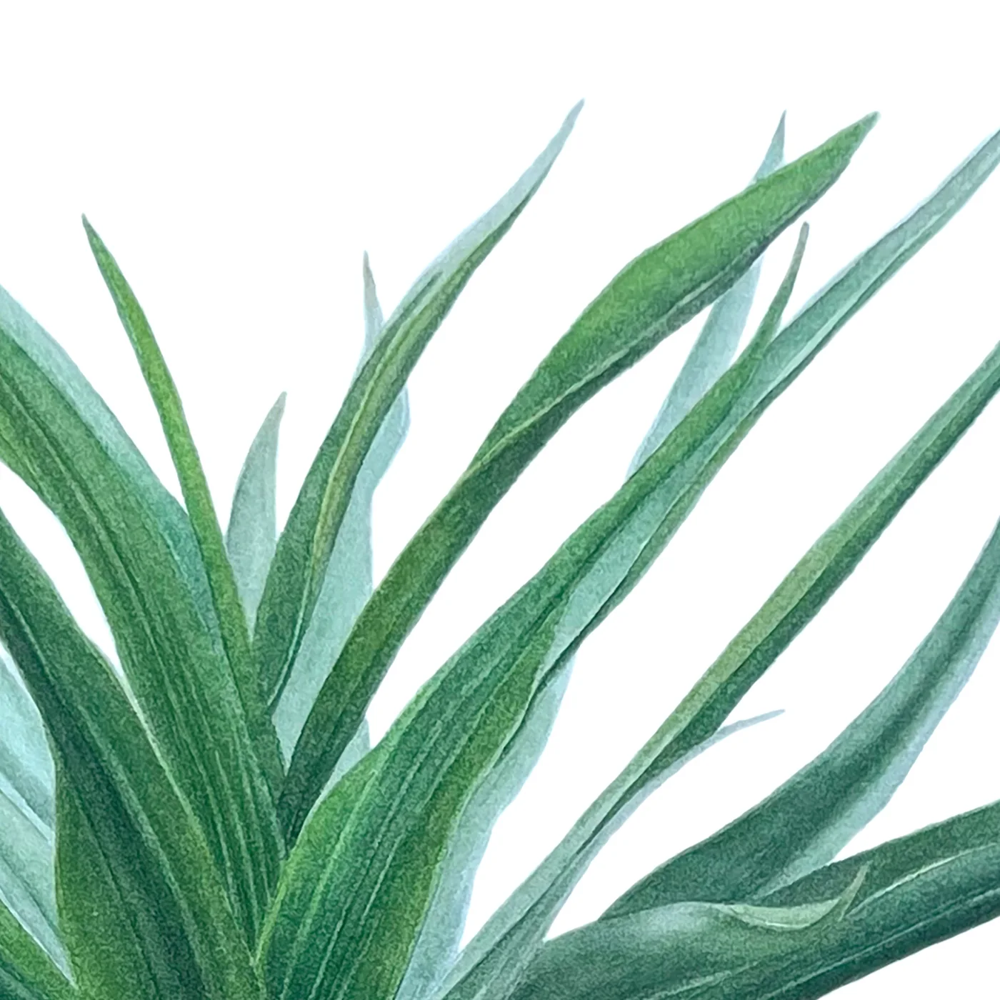 Detail 2 from Crown on Fire