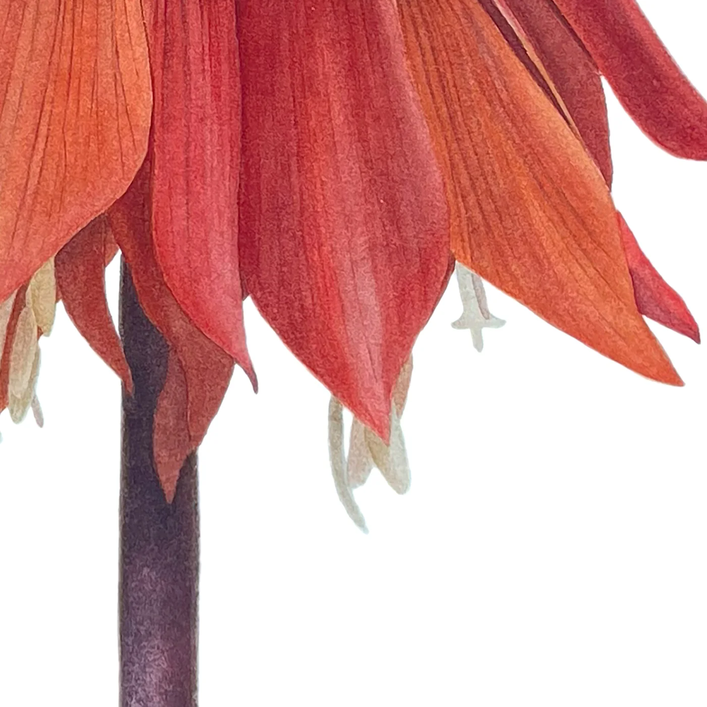 Detail 3 from Crown on Fire