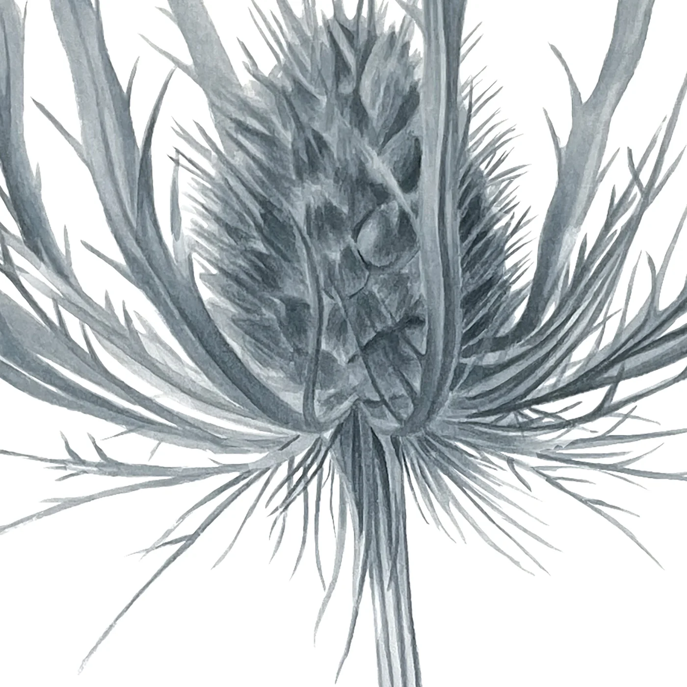 Detail 1 from Delicate Beauty