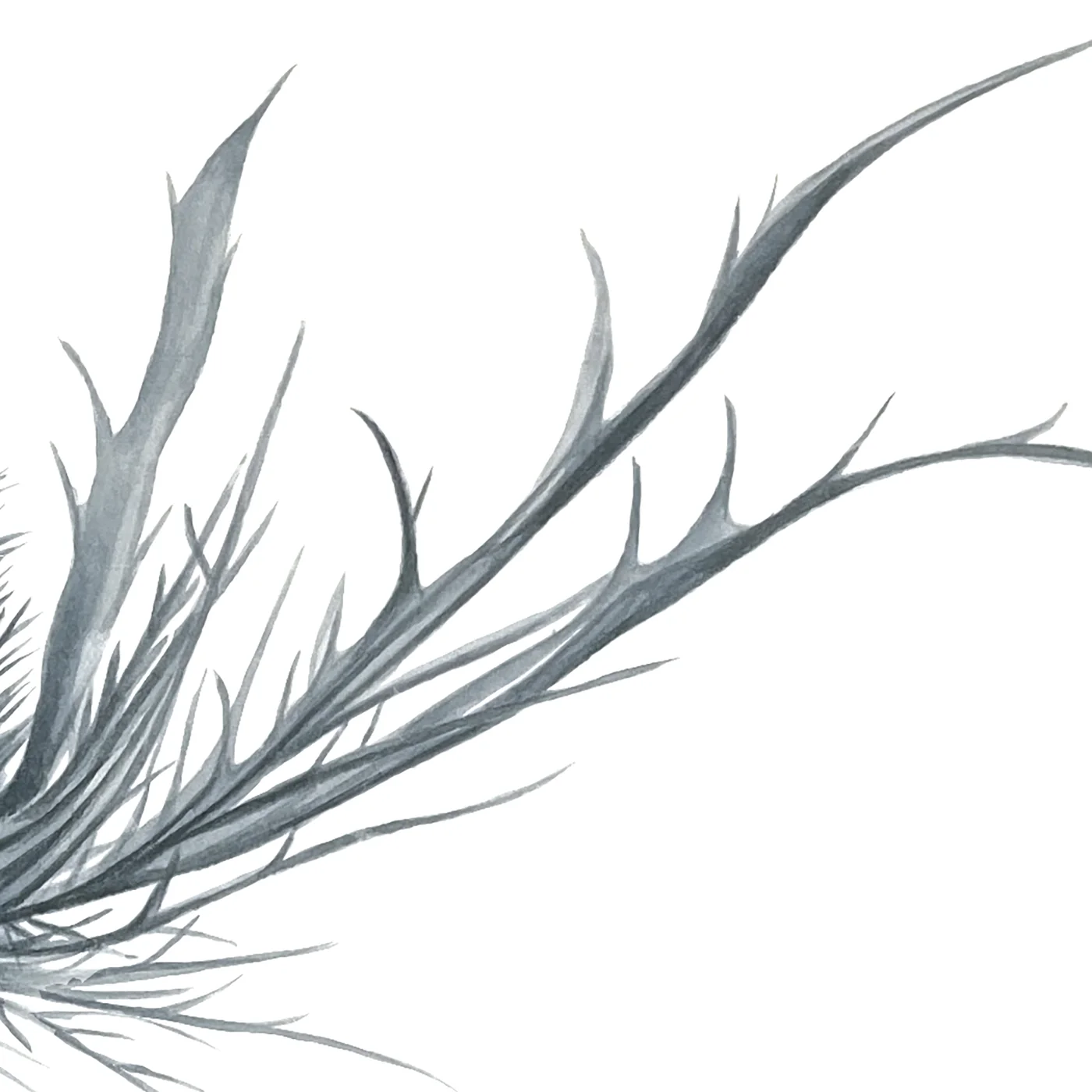 Detail 3 from Delicate Beauty
