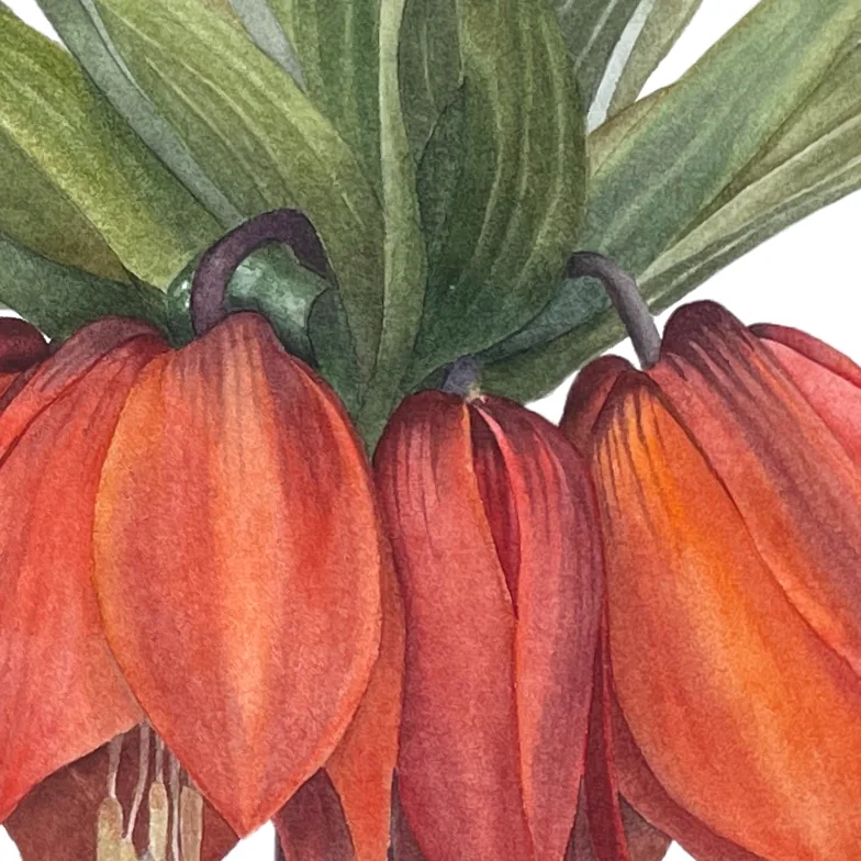 Detail 1 from Fritillaria Imperialis