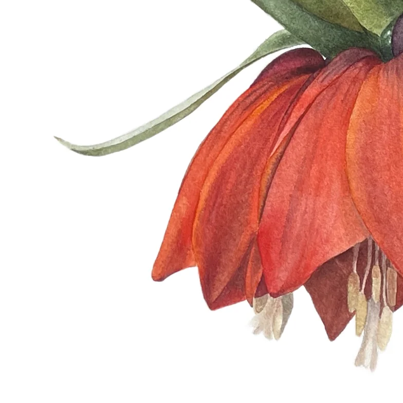 Detail 3 from Fritillaria Imperialis