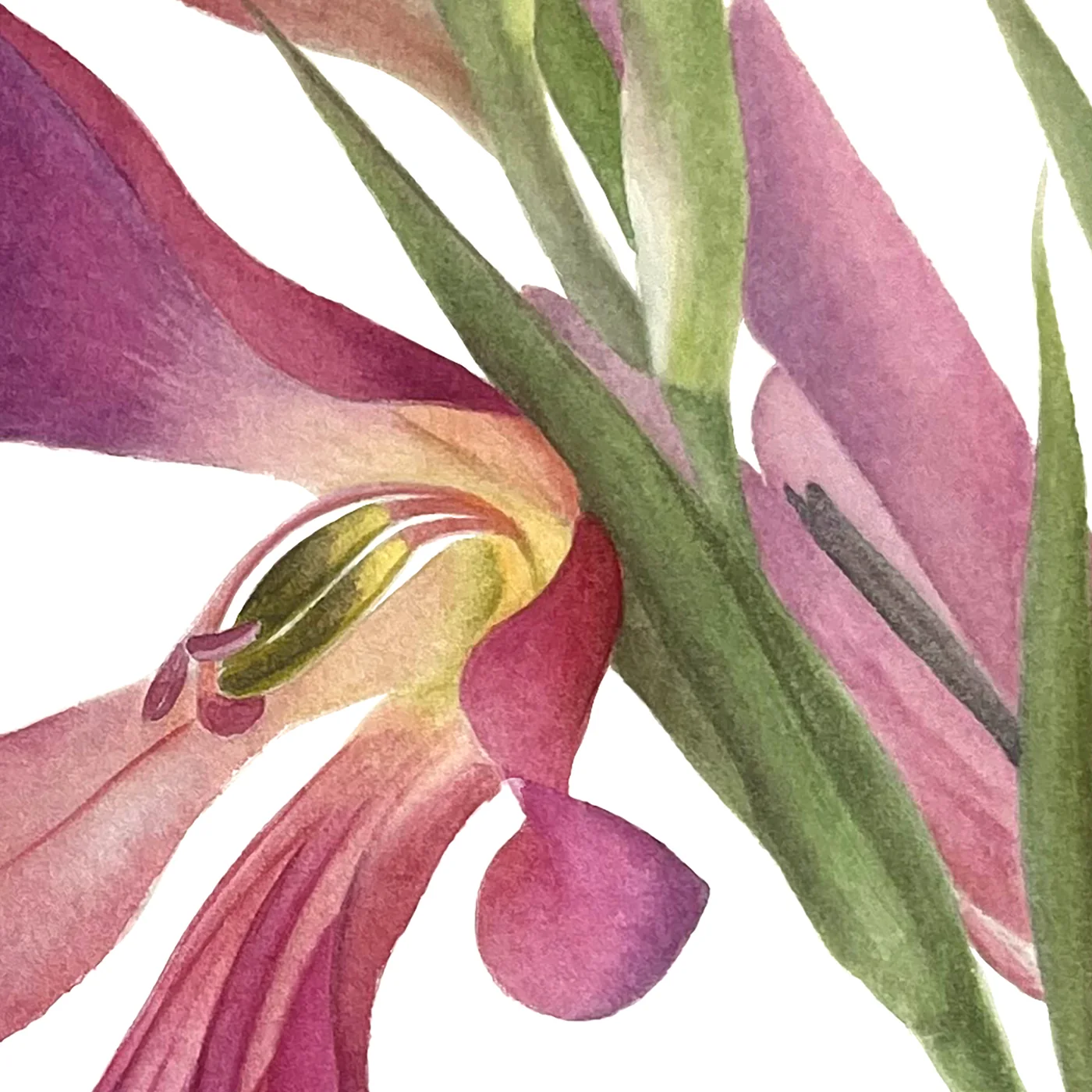 Detail 1 from Gladiolus Italicus