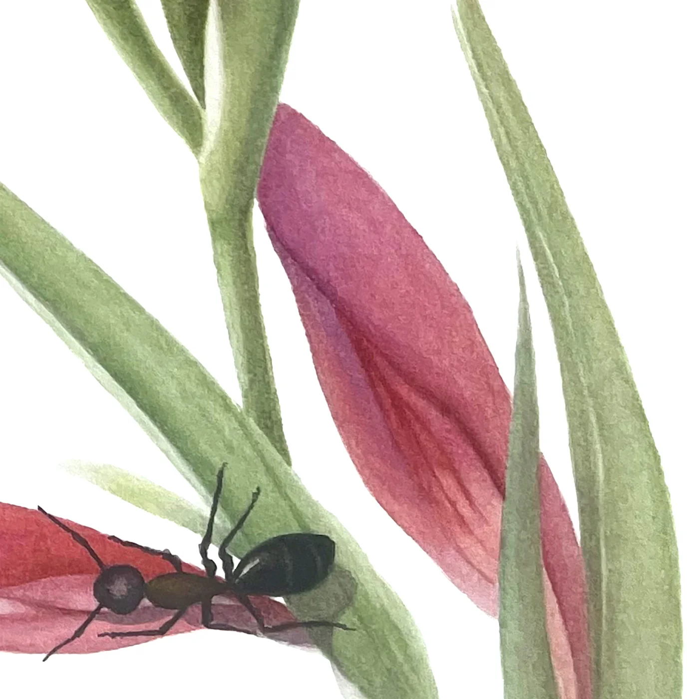 Detail 3 from Gladiolus Italicus