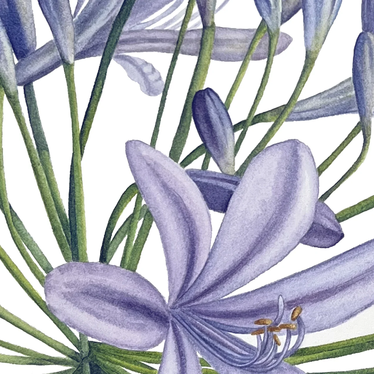 Detail 1 from Lily of the Nile in Bloom