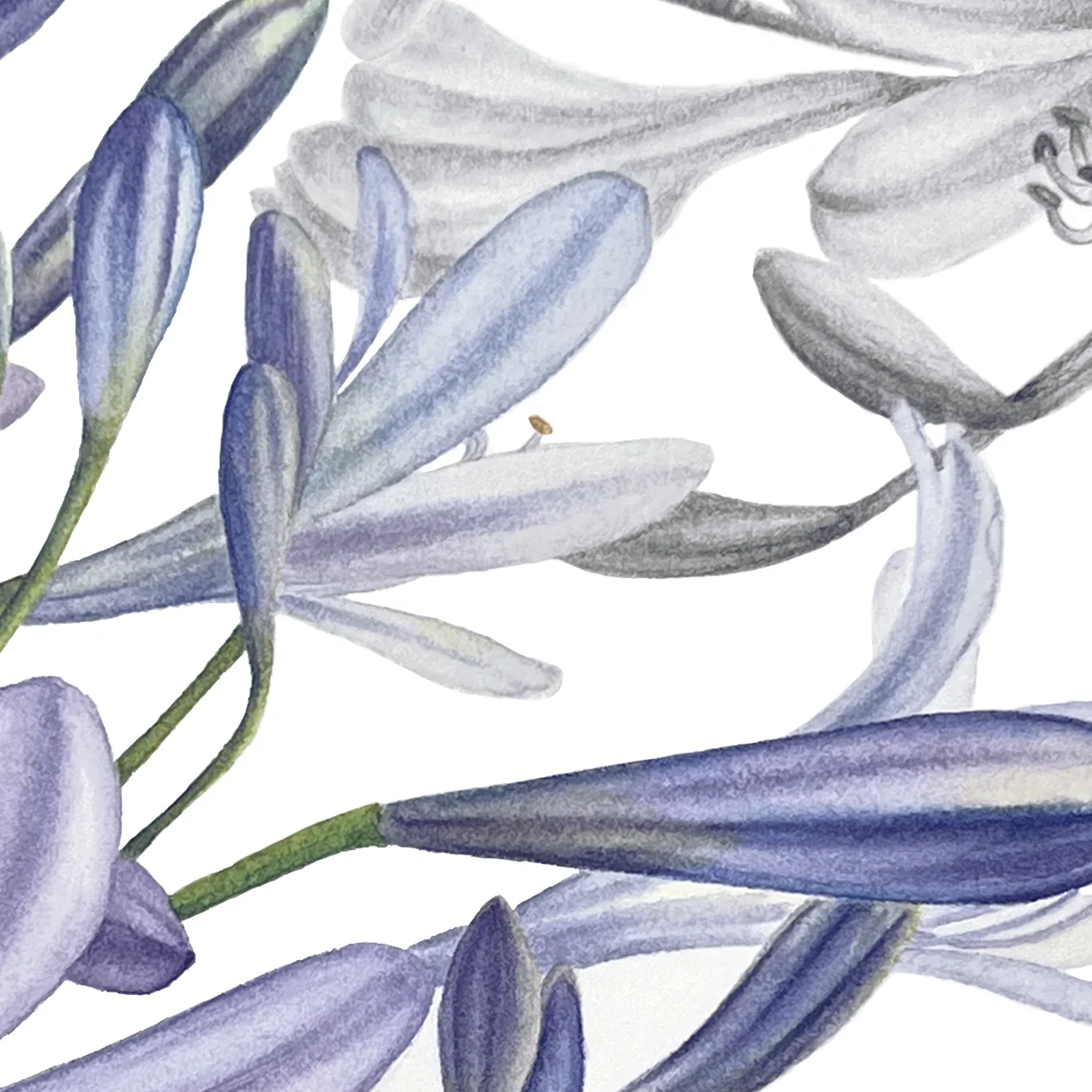Detail 3 from Lily of the Nile in Bloom