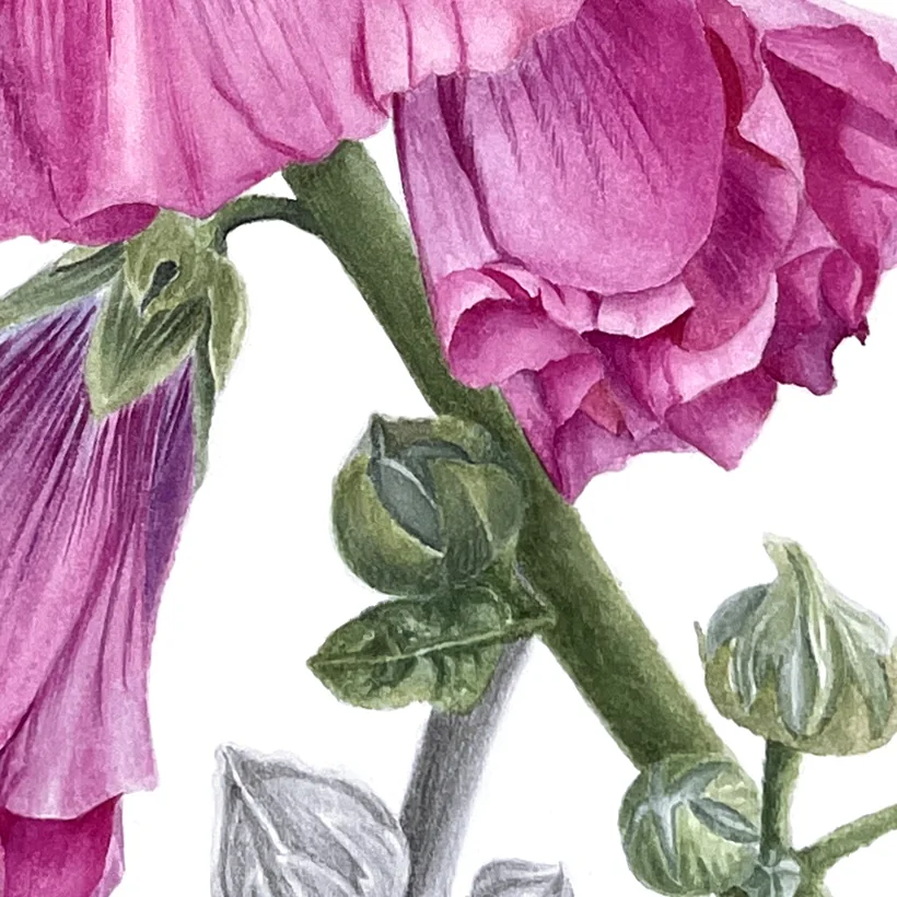 Detail 2 from Mallow in Bloom