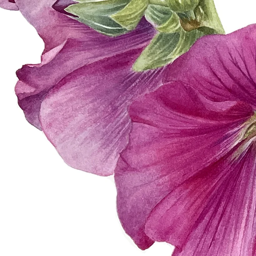 Detail 3 from Mallow in Bloom