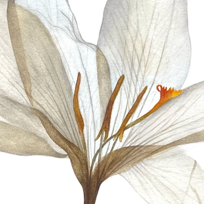 Detail 1 from Still Beauty