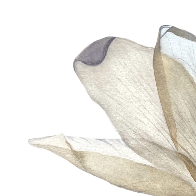 Detail 2 from Still Beauty