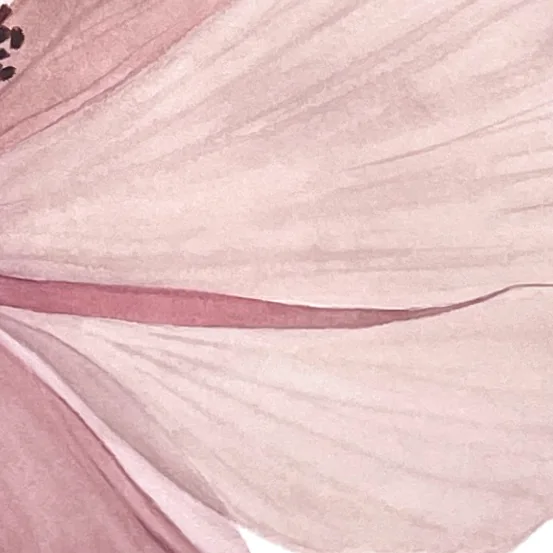 Detail 3 from Transparent Tenderness