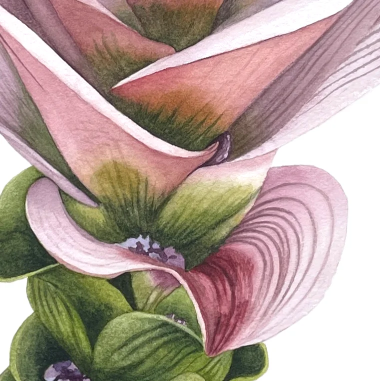 Detail 1 from Turmeric Flower in Bloom