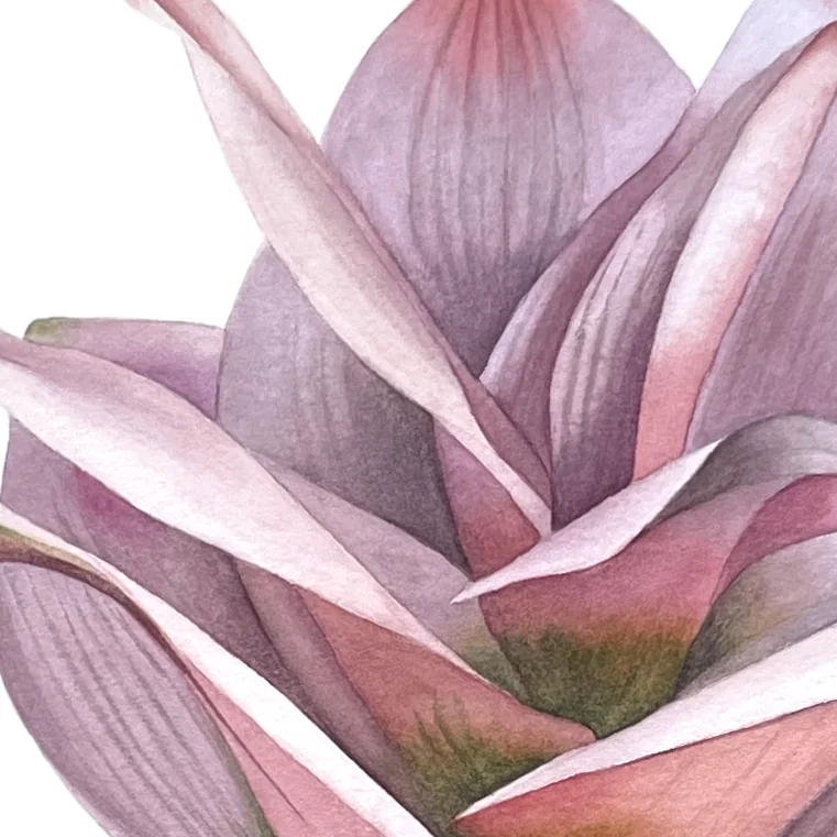 Detail 2 from Turmeric Flower in Bloom