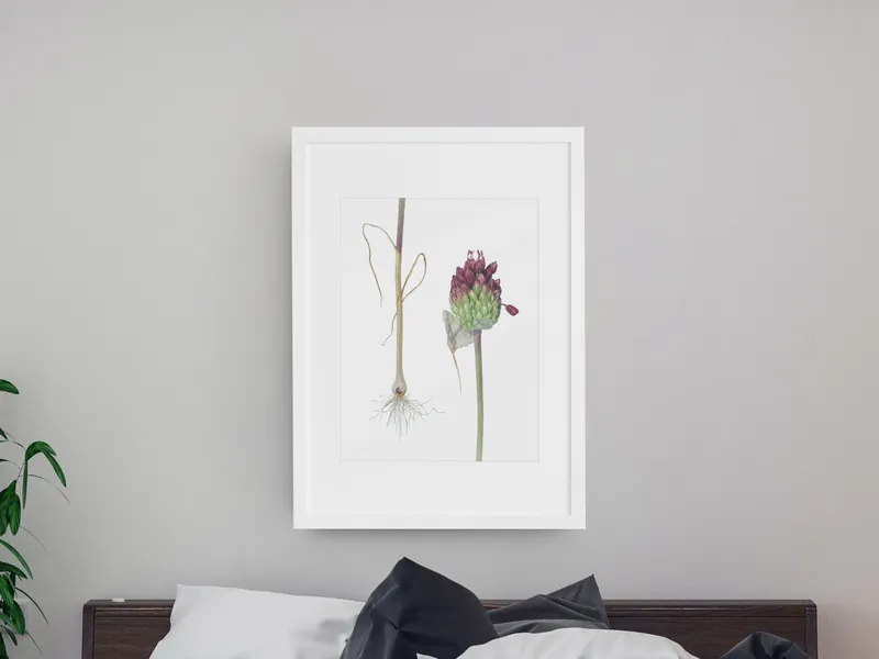 Interior preview of Allium Regelii