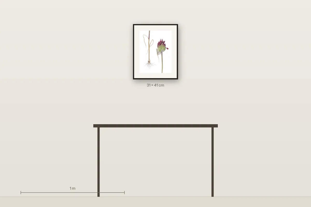 Allium Regelii shown to scale above a 120 cm console