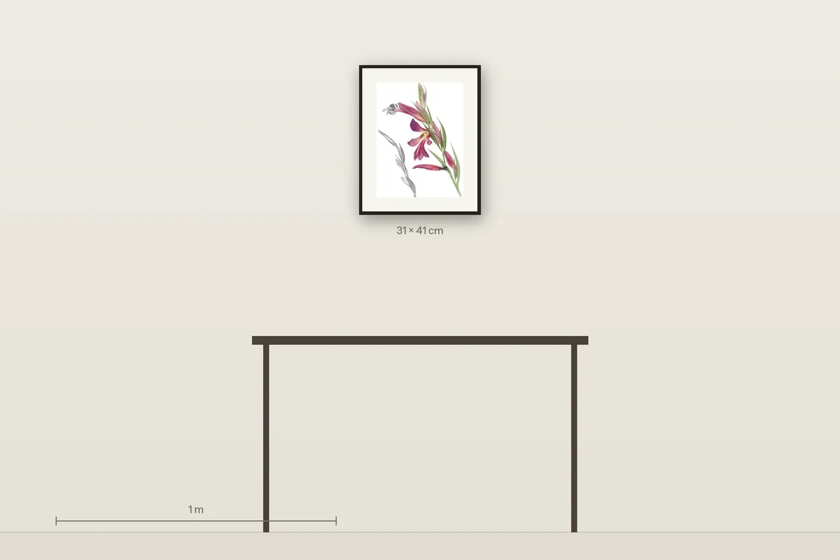 Gladiolus Italicus shown to scale above a 120 cm console