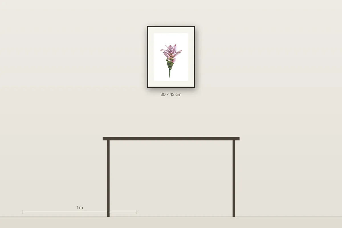 Turmeric Flower in Bloom shown to scale above a 120 cm console