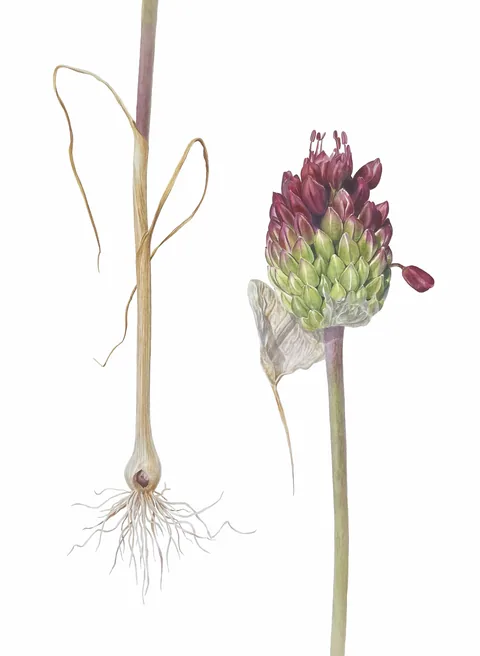 Allium Regelii, aquarelle on 100% cotton paper, 2024