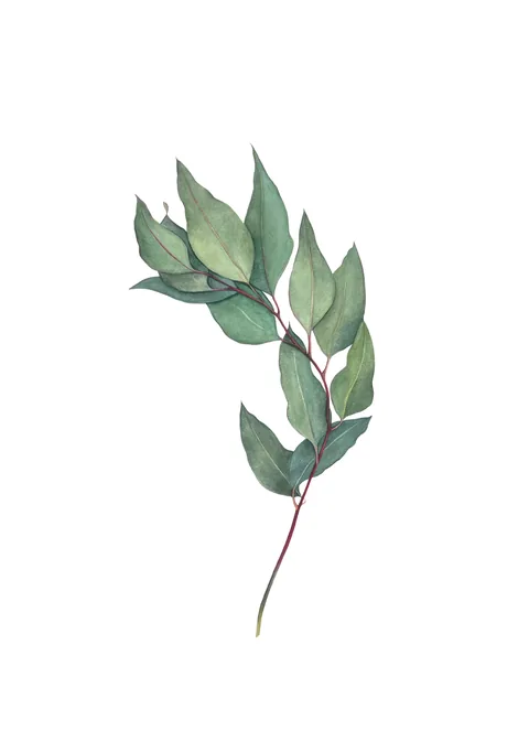 Bay Leaves, aquarelle on 100% cotton paper, 2023