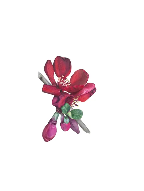 Beauty in the Bloom, aquarelle on 100% cotton paper, 2022
