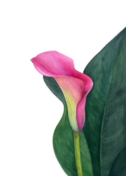 Blush in Bloom, aquarelle on 100% cotton paper, 2023