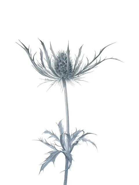 Delicate Beauty, aquarelle monochrome on 100% cotton paper, 2024