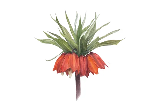 Fritillaria Imperialis, aquarelle on 100% cotton paper, 2023