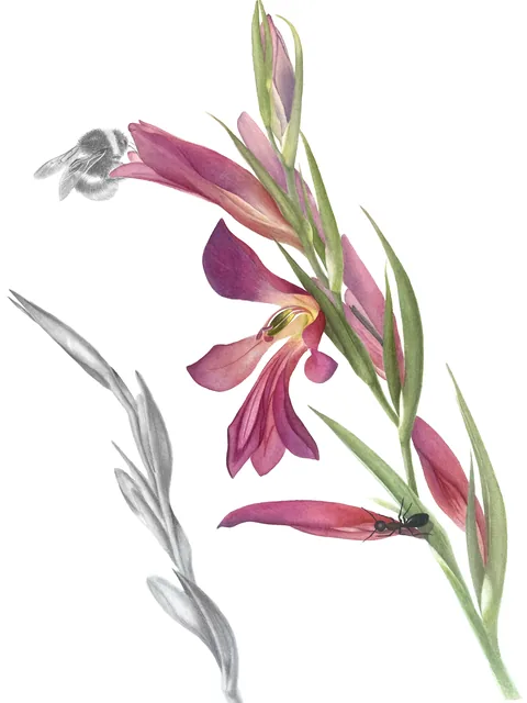 Gladiolus Italicus, aquarelle and graphite on 100% cotton paper, 2024