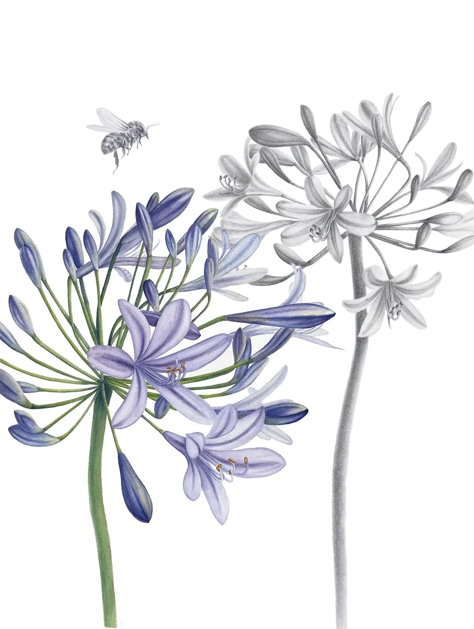 Lily of the Nile in Bloom, aquarelle and graphite on 100% cotton paper, 2024
