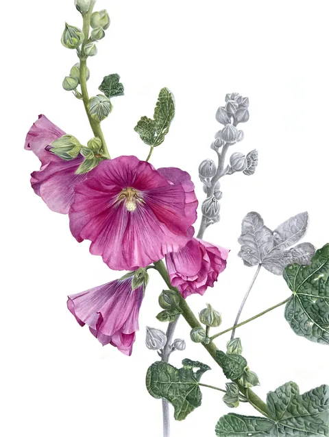 Mallow in Bloom, aquarelle and graphite on 100% cotton paper, 2024