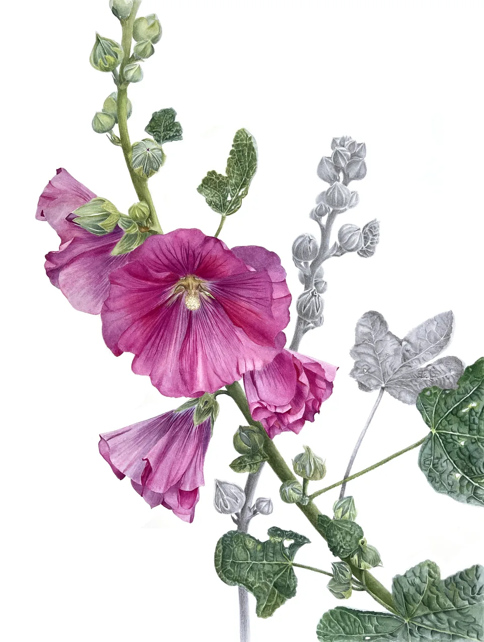 Mallow in Bloom, aquarelle and graphite on 100% cotton paper, 2024