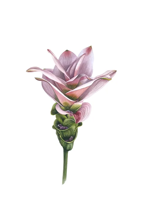 Turmeric Flower in Bloom, aquarelle on 100% cotton paper, 2023